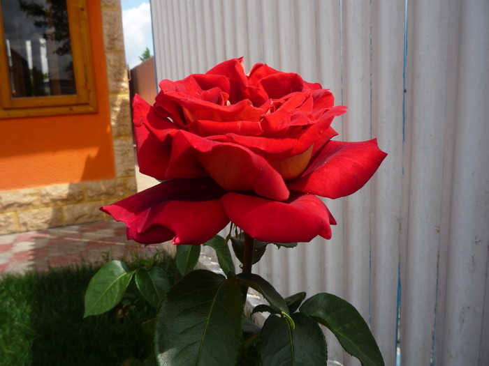P1030580 - trandafirii in 2010