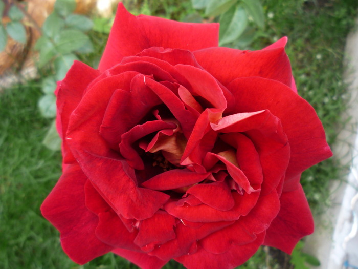 P1030579 - trandafirii in 2010