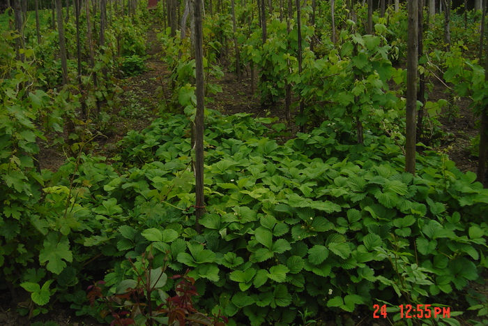 capsuni in vie - gradina mea 2010