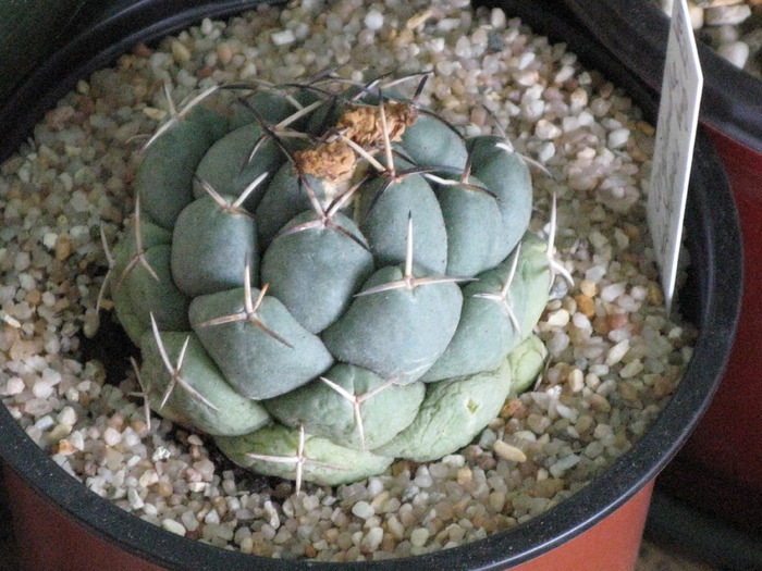 Coryphantha maiz-tablasensis - CACTACEAE - diverse specii si genuri