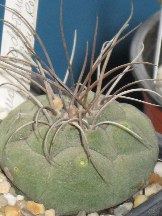 Matucana madisoniorum - CACTACEAE - diverse specii si genuri