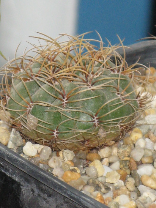 Matucana aureiflora - CACTACEAE - diverse specii si genuri