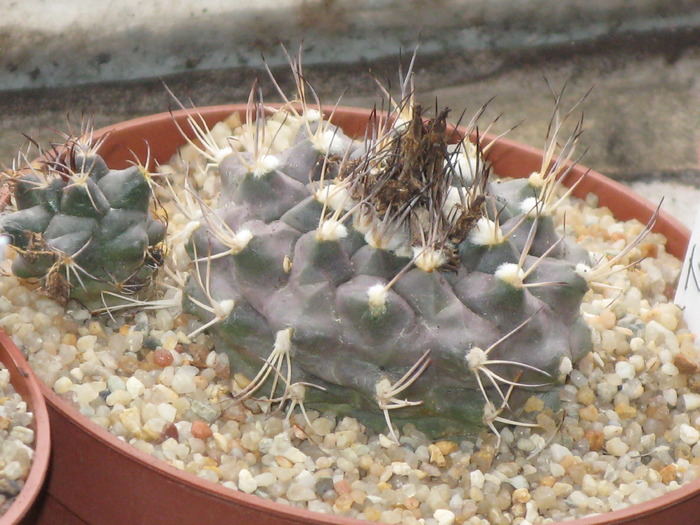 Turbinicarpus swobodae