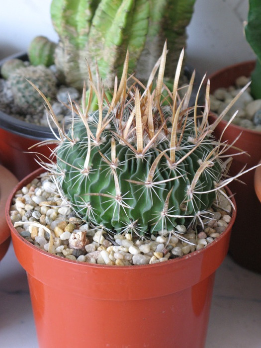 Echinofossulucactus fasciculatus