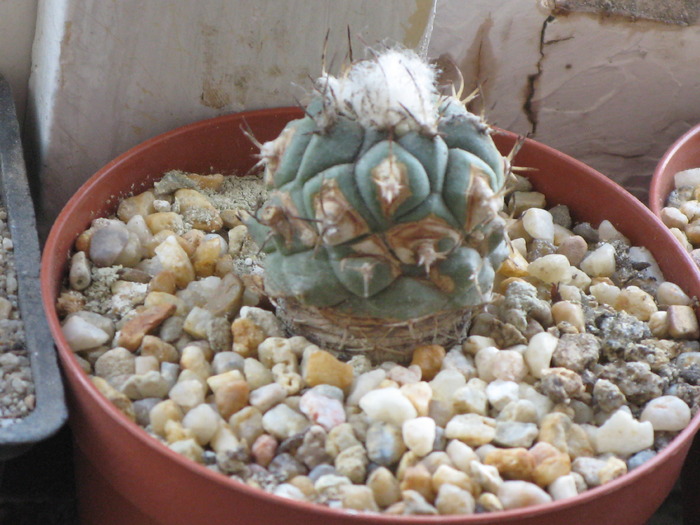 Turbinicarpus lophophoroides - CACTACEAE - diverse specii si genuri