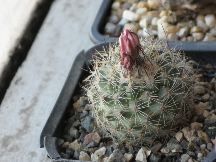IMG_9066 - CACTACEAE - diverse specii si genuri