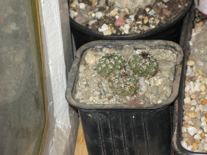 IMG_9112 - CACTACEAE - diverse specii si genuri