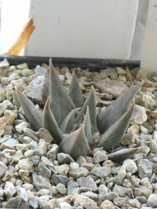 Ariocarpus trigonus - CACTACEAE - diverse specii si genuri
