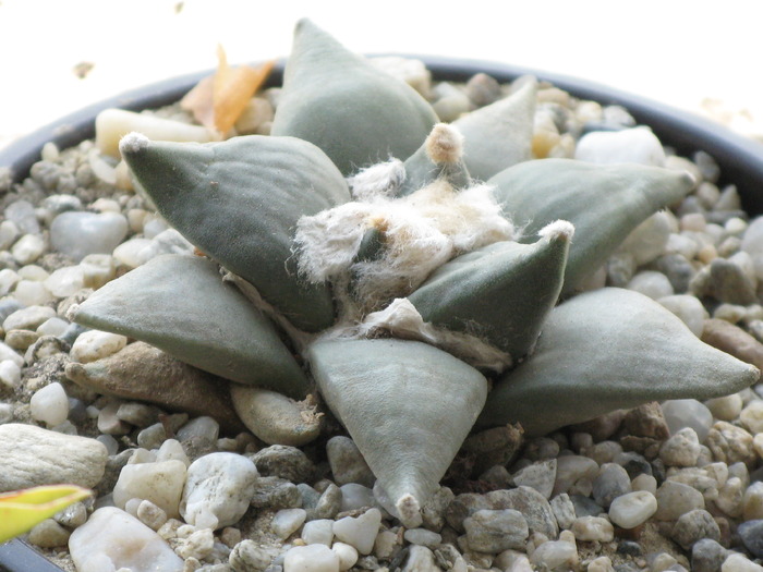 Ariocarpus retusus - CACTACEAE - diverse specii si genuri