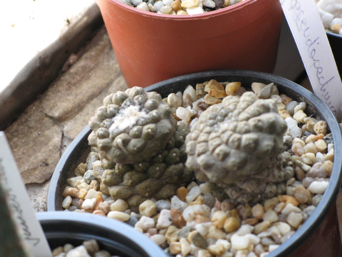 Copiapoa hypogea - CACTACEAE - diverse specii si genuri