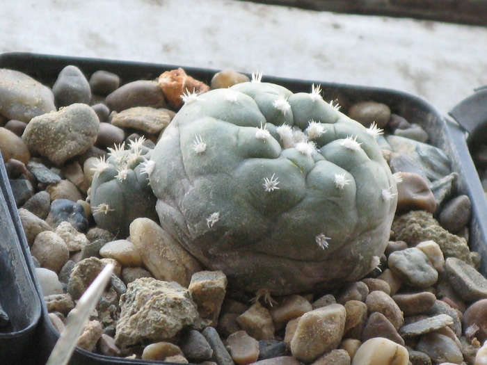 Lophophora jourdaniana - CACTACEAE - diverse specii si genuri