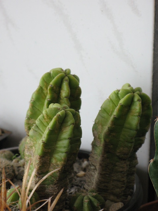 Echinocereus morricalii - CACTACEAE - diverse specii si genuri