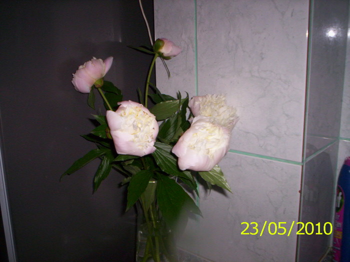 028 - buchete cu flori din gradina mea