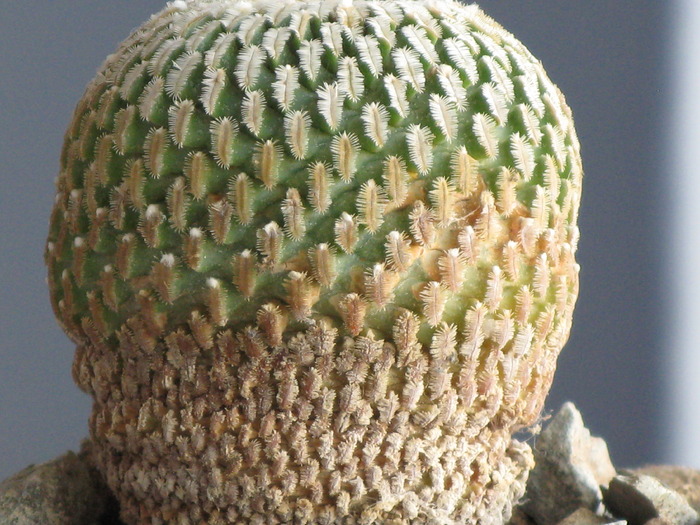 Turbinicarpus pseudopectinatus (Pelecyphora) - CACTACEAE - diverse specii si genuri