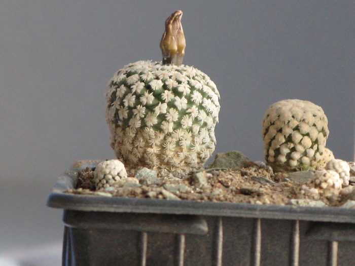 Turbinicarpus valdezianus - CACTACEAE - diverse specii si genuri