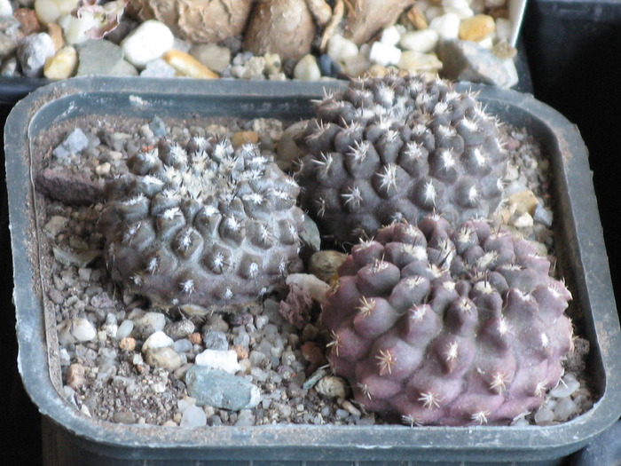 IMG_9682 - CACTACEAE - diverse specii si genuri