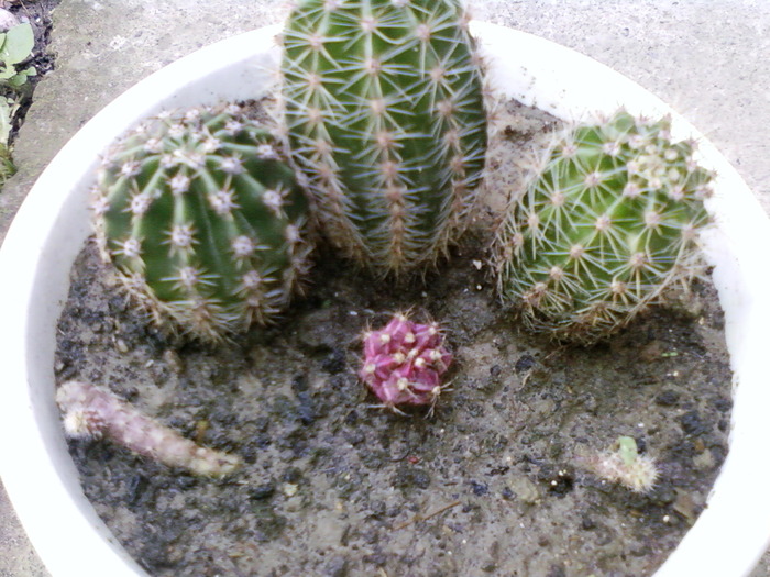 Poz-0012 - cactusi