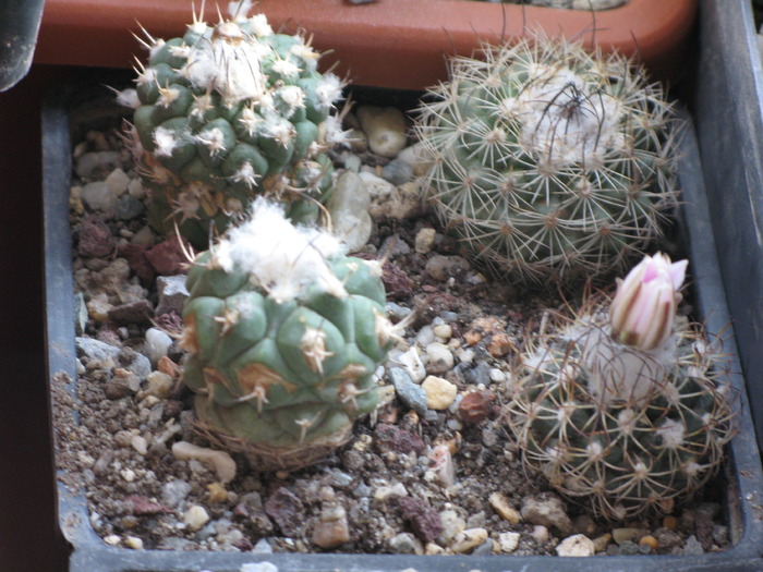 IMG_9713 - CACTACEAE - diverse specii si genuri