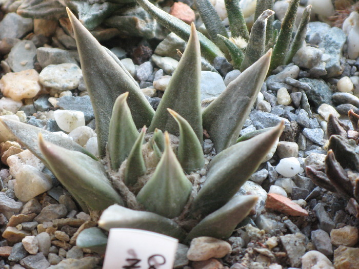 Ariocarpus trigonus