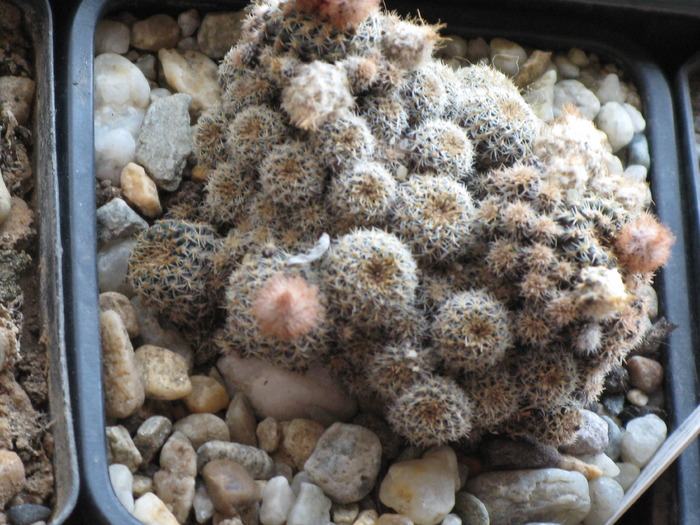 Frailea chiquitana f caespitosa - CACTACEAE - diverse specii si genuri