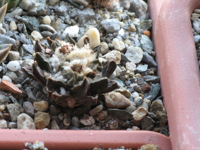Ariocarpus scapharostrus - CACTACEAE - diverse specii si genuri