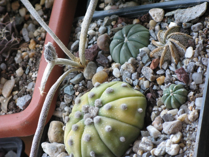 ASTROPHYTUM CAPUT-MEDUSAE,A. HYBRID - CACTACEAE - diverse specii si genuri