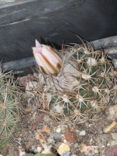 Turbinicarpus beguinii - CACTACEAE - diverse specii si genuri