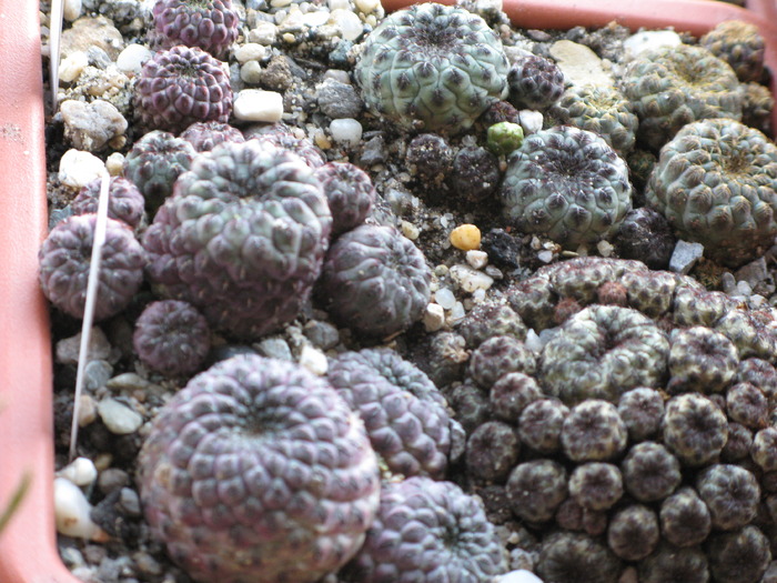 Sulcorebutia.rauschi - CACTACEAE - diverse specii si genuri
