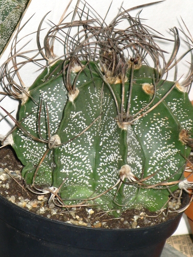 Astrophytum capricorne - CACTACEAE - diverse specii si genuri