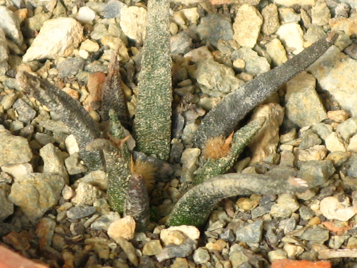 Ariocarpus agavoides - CACTACEAE - diverse specii si genuri