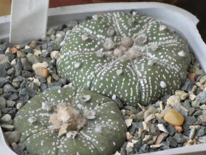 Astrophytum asterias "SUPERKABUTO" - CACTACEAE - diverse specii si genuri