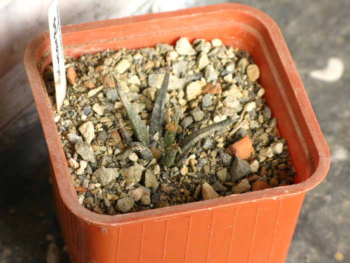 Ariocarpus agavoides - CACTACEAE - diverse specii si genuri