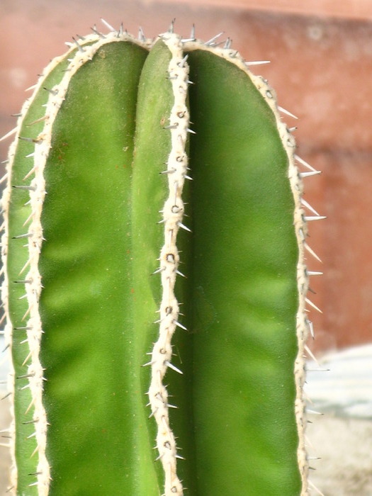 Stenocereus marginatus - CACTACEAE - diverse specii si genuri