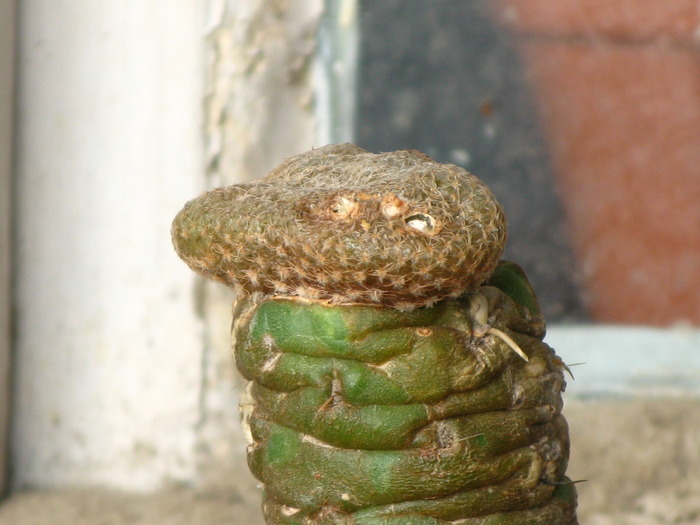 Puna  clavarioides forma cristata - CACTACEAE - diverse specii si genuri