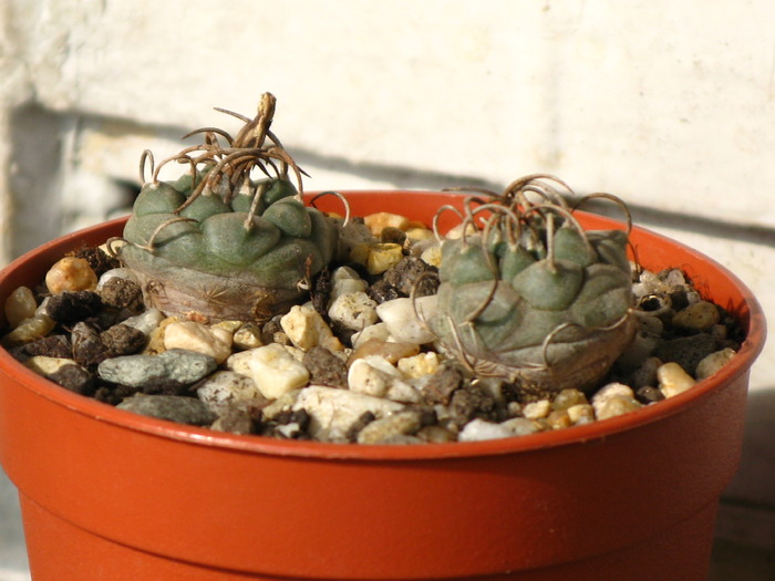 Turbinicarpus polaskii - CACTACEAE - diverse specii si genuri