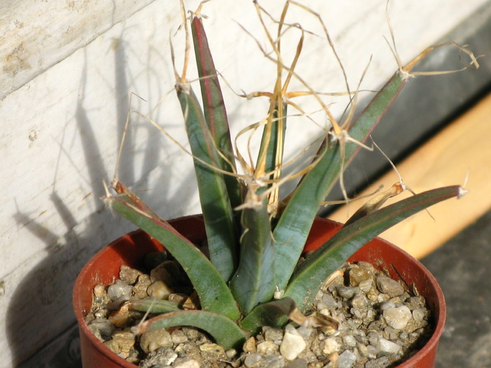 Leuchtenbergia principis - CACTACEAE - diverse specii si genuri