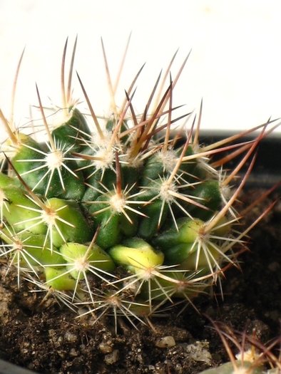 IMG_7901 - CACTACEAE - diverse specii si genuri