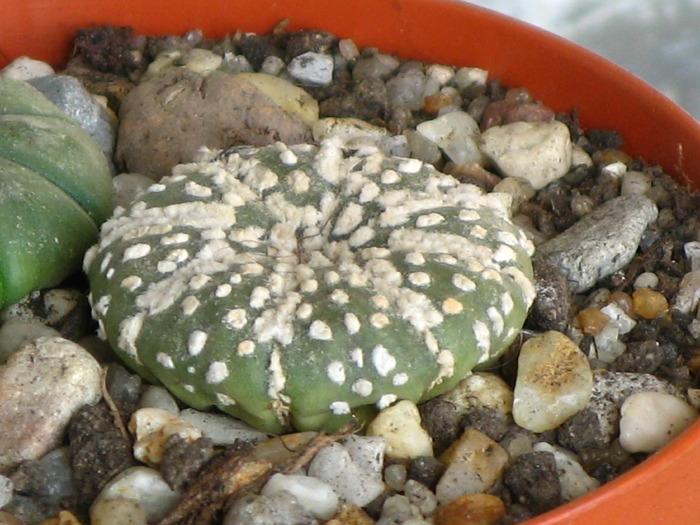 Astrophytum super kabutto - CACTACEAE - diverse specii si genuri