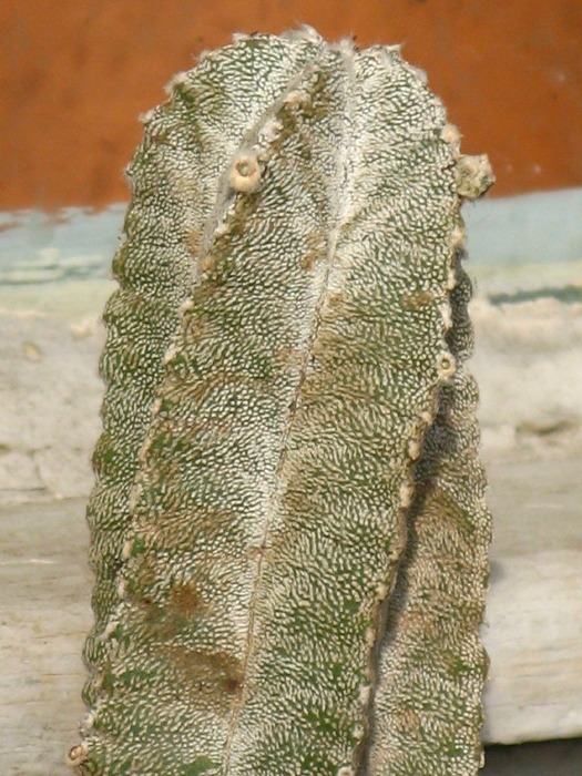 Astrophytum "Lotusland" - CACTACEAE - diverse specii si genuri