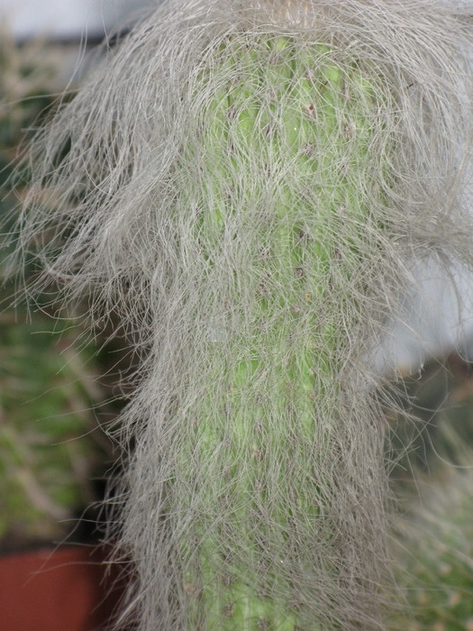 Cephalocereus senilis - CACTACEAE - diverse specii si genuri