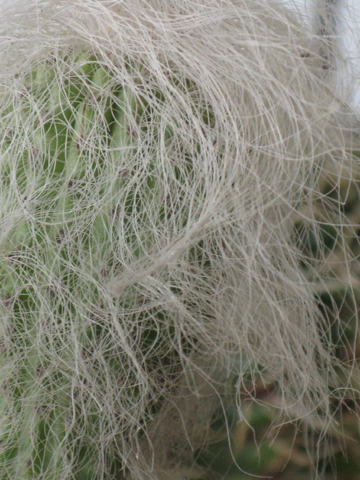 Cephalocereus senilis detaliu - CACTACEAE - diverse specii si genuri