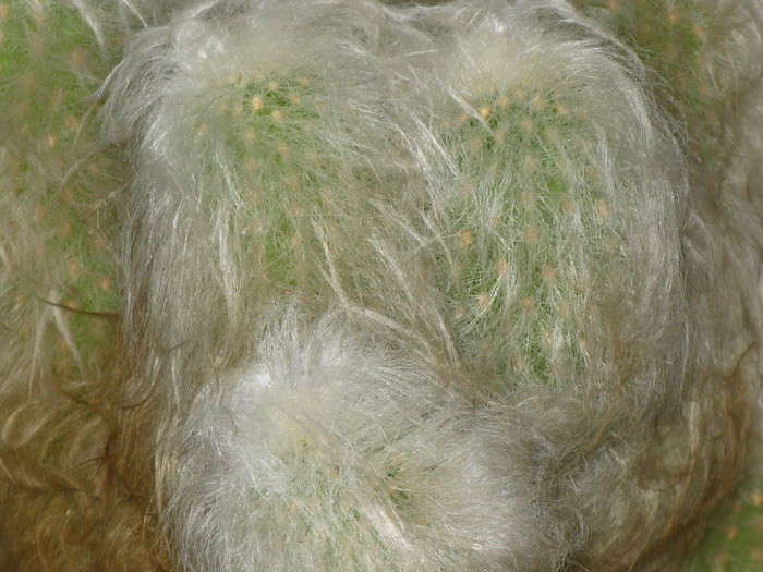 Cephalocereus senilis fma cristata - CACTACEAE - diverse specii si genuri