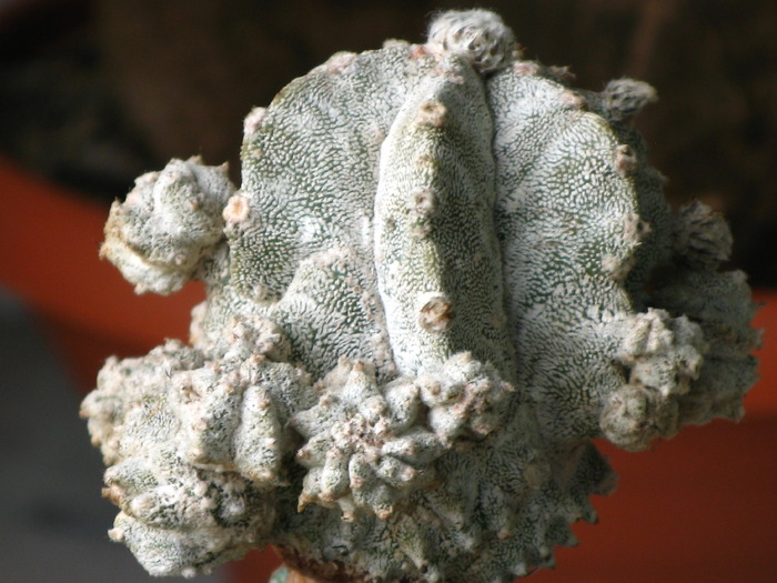 Astrophytum "Lotusland" - CACTACEAE - diverse specii si genuri