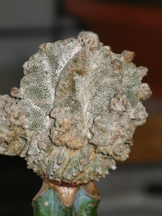 Astrophytum "Lotusland" - CACTACEAE - diverse specii si genuri