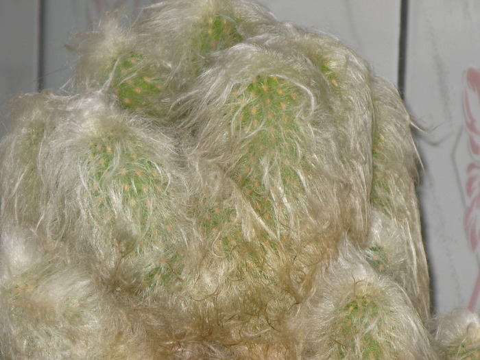 Cephalocereus senilis fma cristata - CACTACEAE - diverse specii si genuri