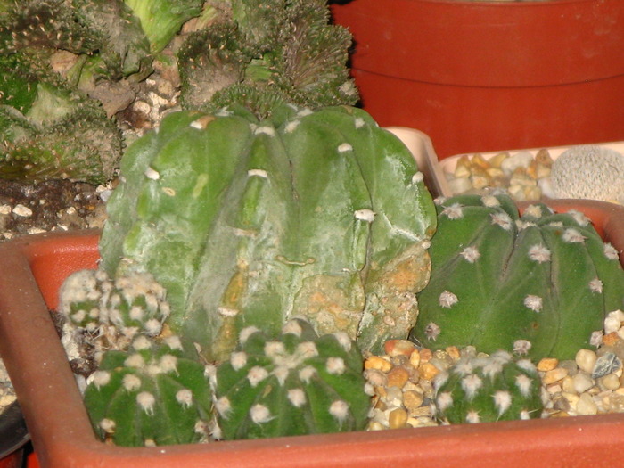 Echinopsis subdenutata - CACTACEAE - diverse specii si genuri