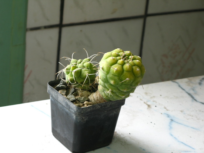 Matucana madisionorum