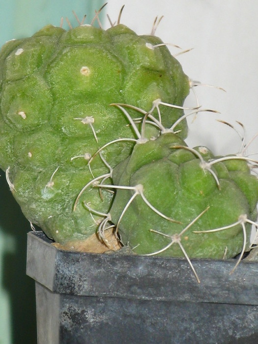 Matucana madisionorum - CACTACEAE - diverse specii si genuri