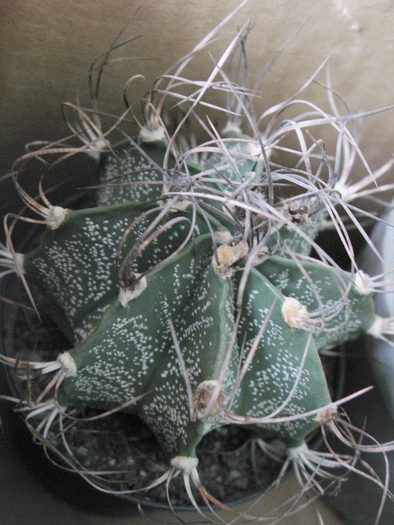 Astrophytum capricorne - CACTACEAE - diverse specii si genuri