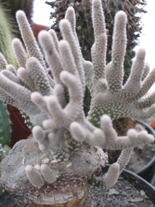 Puna clavarioides fma cristata - CACTACEAE - diverse specii si genuri